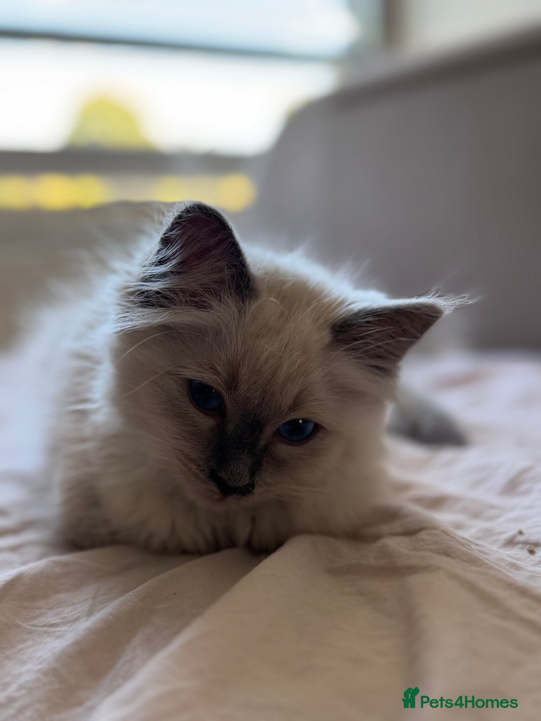 Ragdoll cats for sale: Ragdoll male kitten  - Image 3