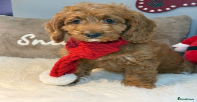 Cockapoo dogs - Advert 6