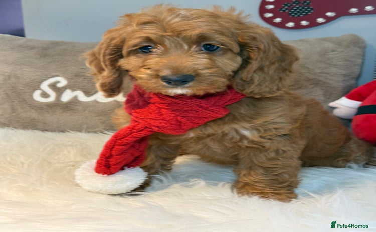 Cockapoo dogs Deep Dark Red Cockapoo Girl ready now  - Advert 2