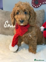 Cockapoo dogs - Advert 6