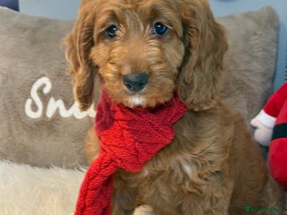 Cockapoo dogs Deep Dark Red Cockapoo Girl ready now - Advert 11