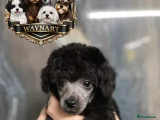 Toy Poodle dogs LAST STUNNING TOY SILVER POODLE BOY DNA 🧬 CLEAR - Advert 4