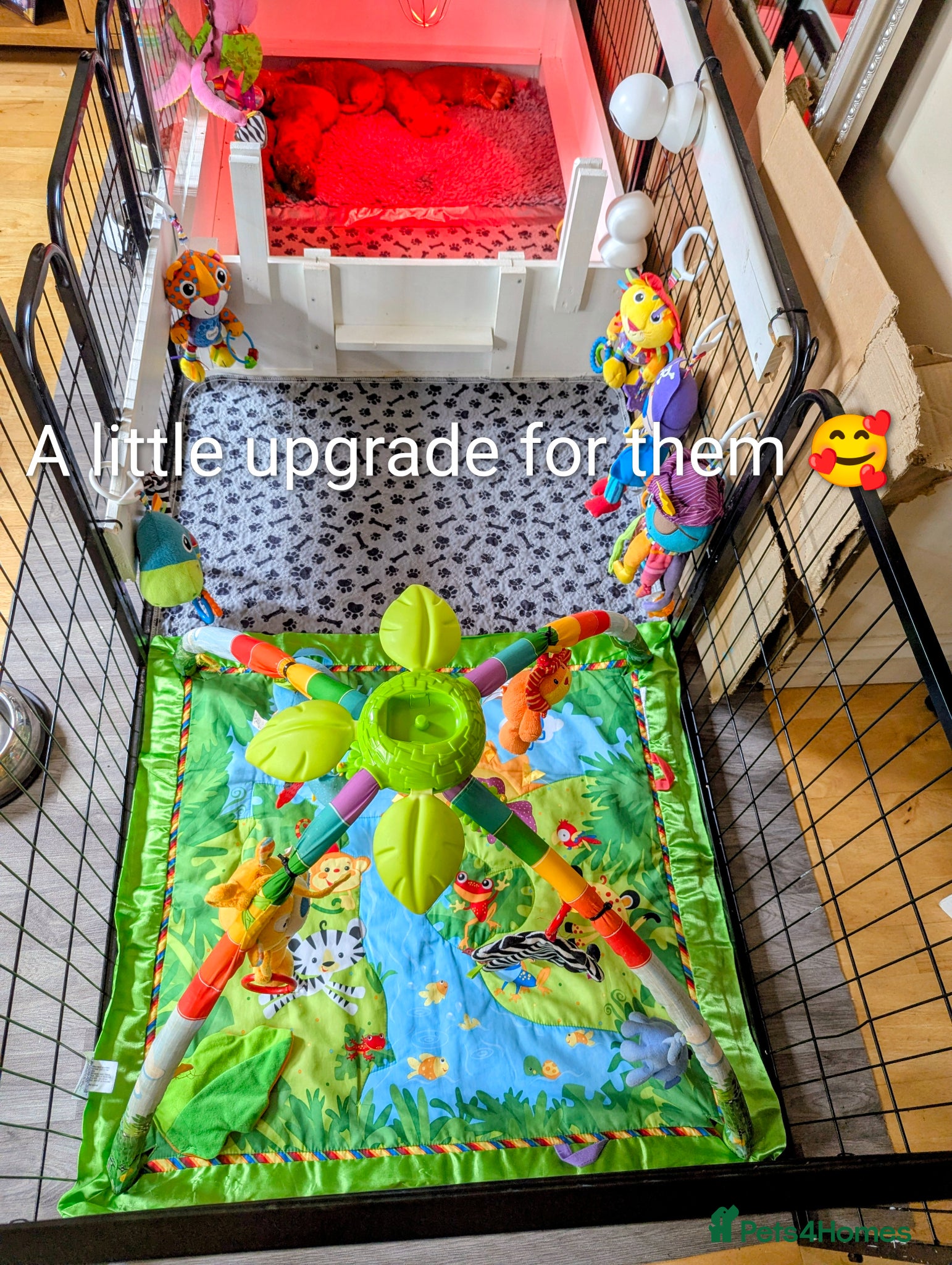Cavapoo dogs Toy/Small Cavapoo Puppies – Ready Soon 🐾 4💙 2🩷 - Advert 13