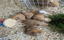 Guinea Pig rodents for sale: 4 Baby Boy Guinea Pigs  - Image 9