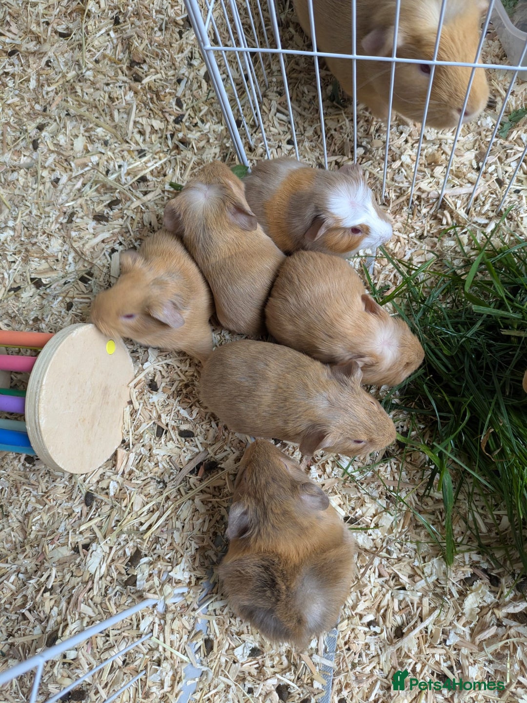 Guinea Pig rodents for sale: 4 Baby Boy Guinea Pigs  - Image 9
