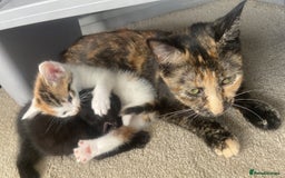 Mixed Breed cats for sale: Ginger and black kitten  - Image 8