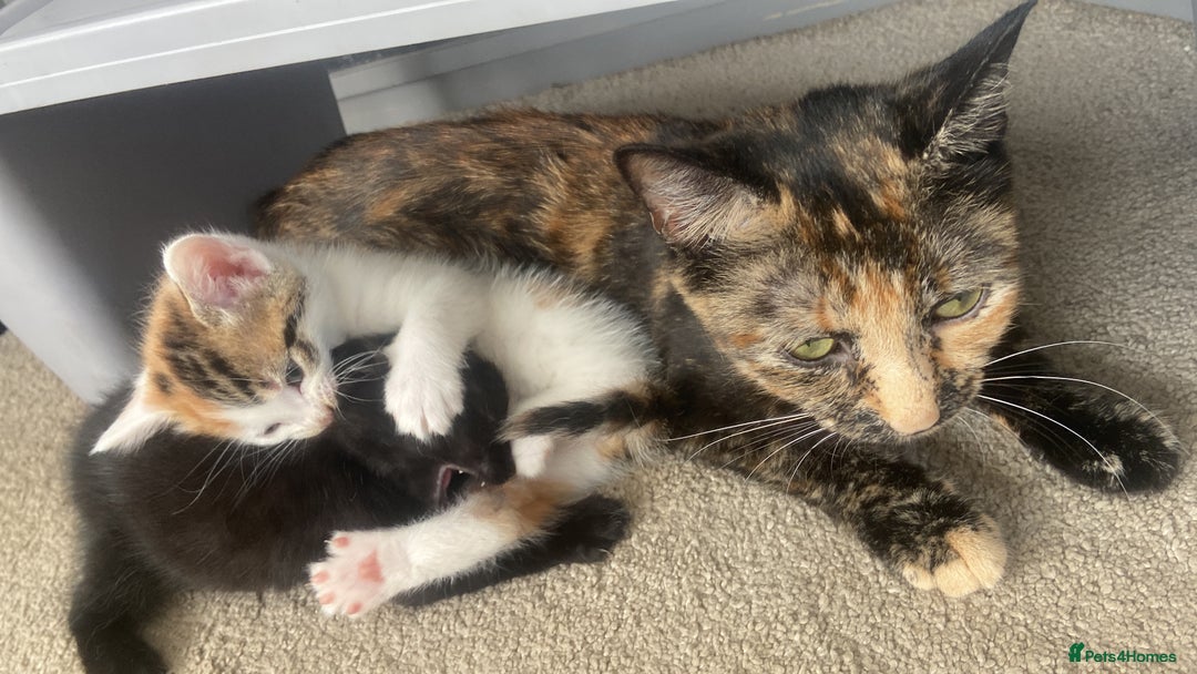 Mixed Breed cats for sale: Ginger and black kitten  - Image 8