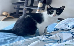 Arabian Mau cats for adoption: Kevin & Minnie  - Image 3