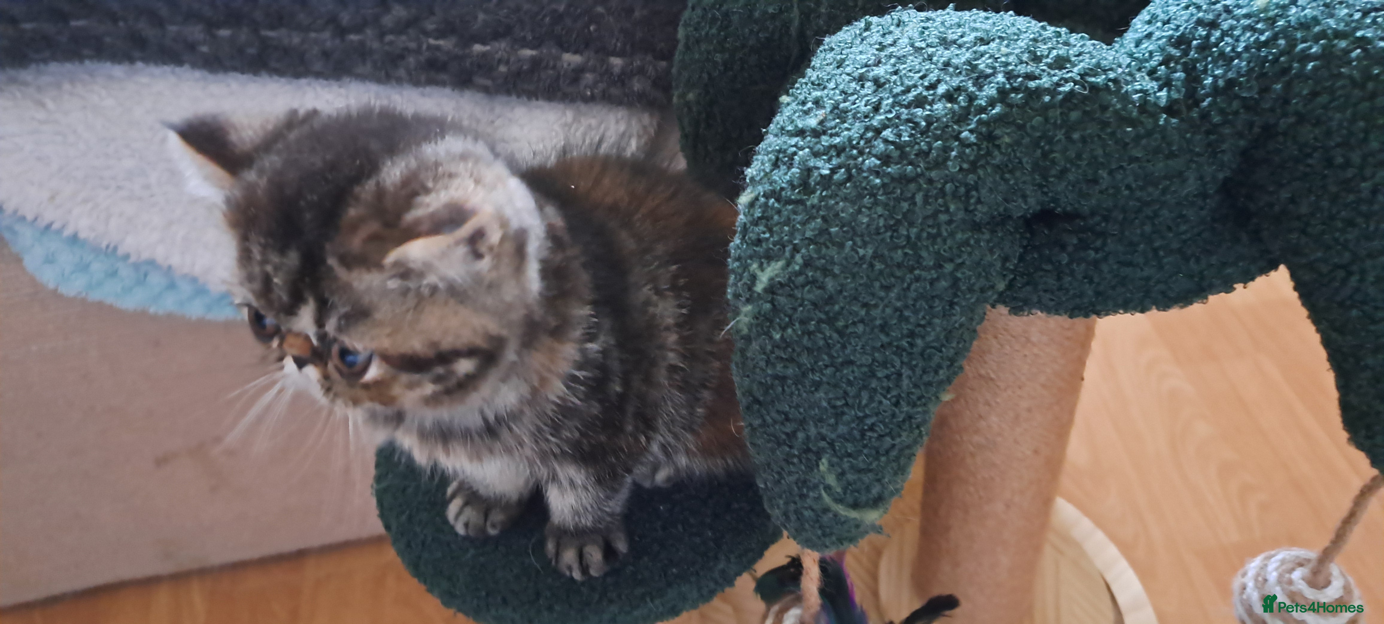 Exotic cats for sale: Gorgeous Exotic kittens in Leigh-on-Sea - Advert 6