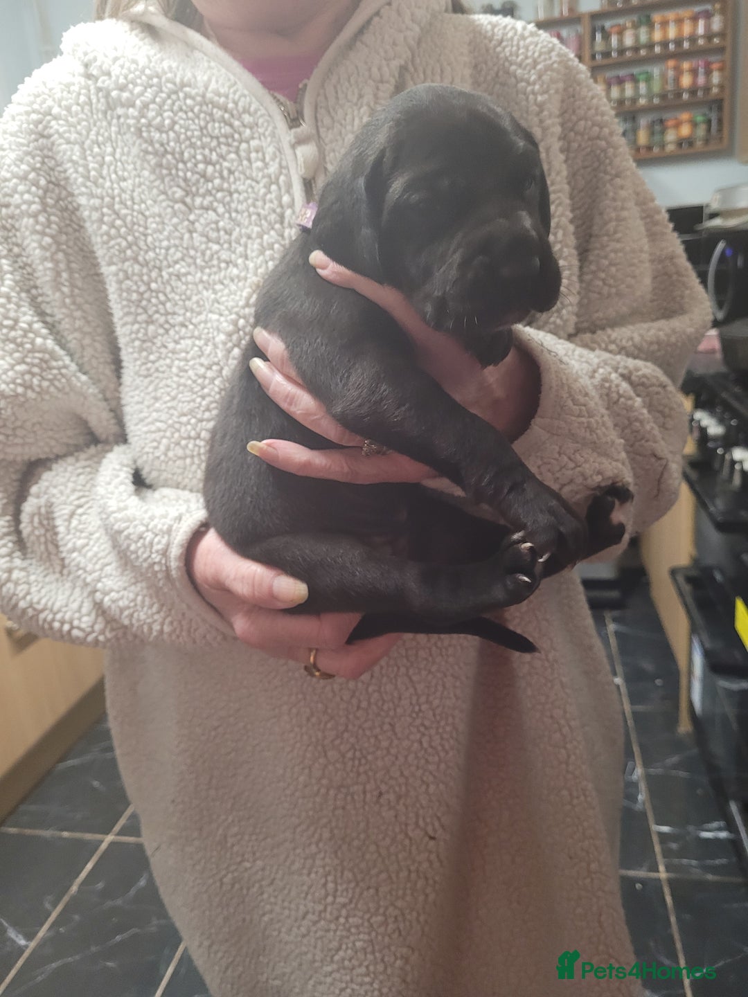 Great Dane dogs for sale: Magnificent litter of black great dane puppies - Advert 6