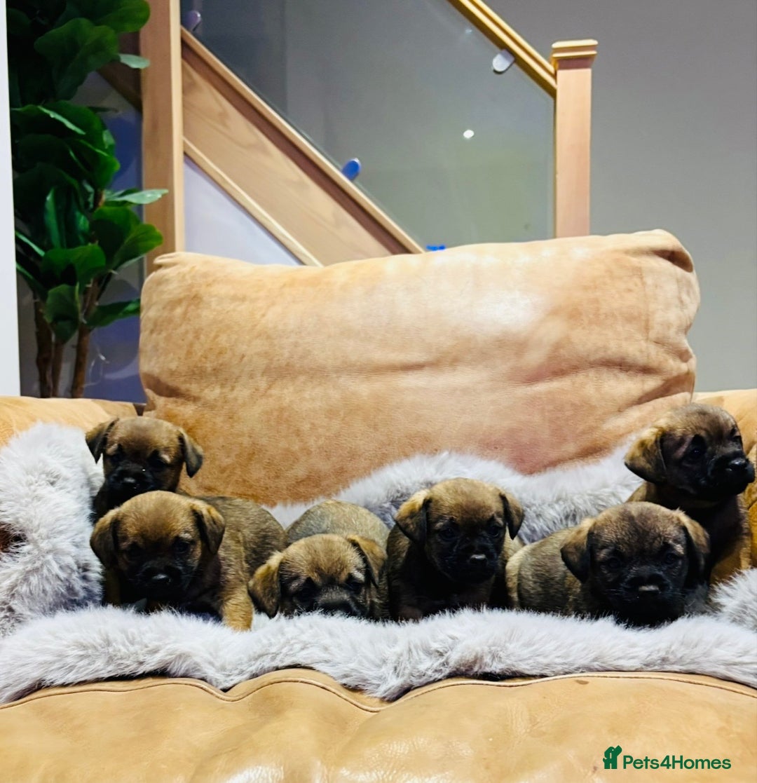 Border Terrier dogs for sale: KC REGISTERED BORDER TERRIER PUPS - Image 5