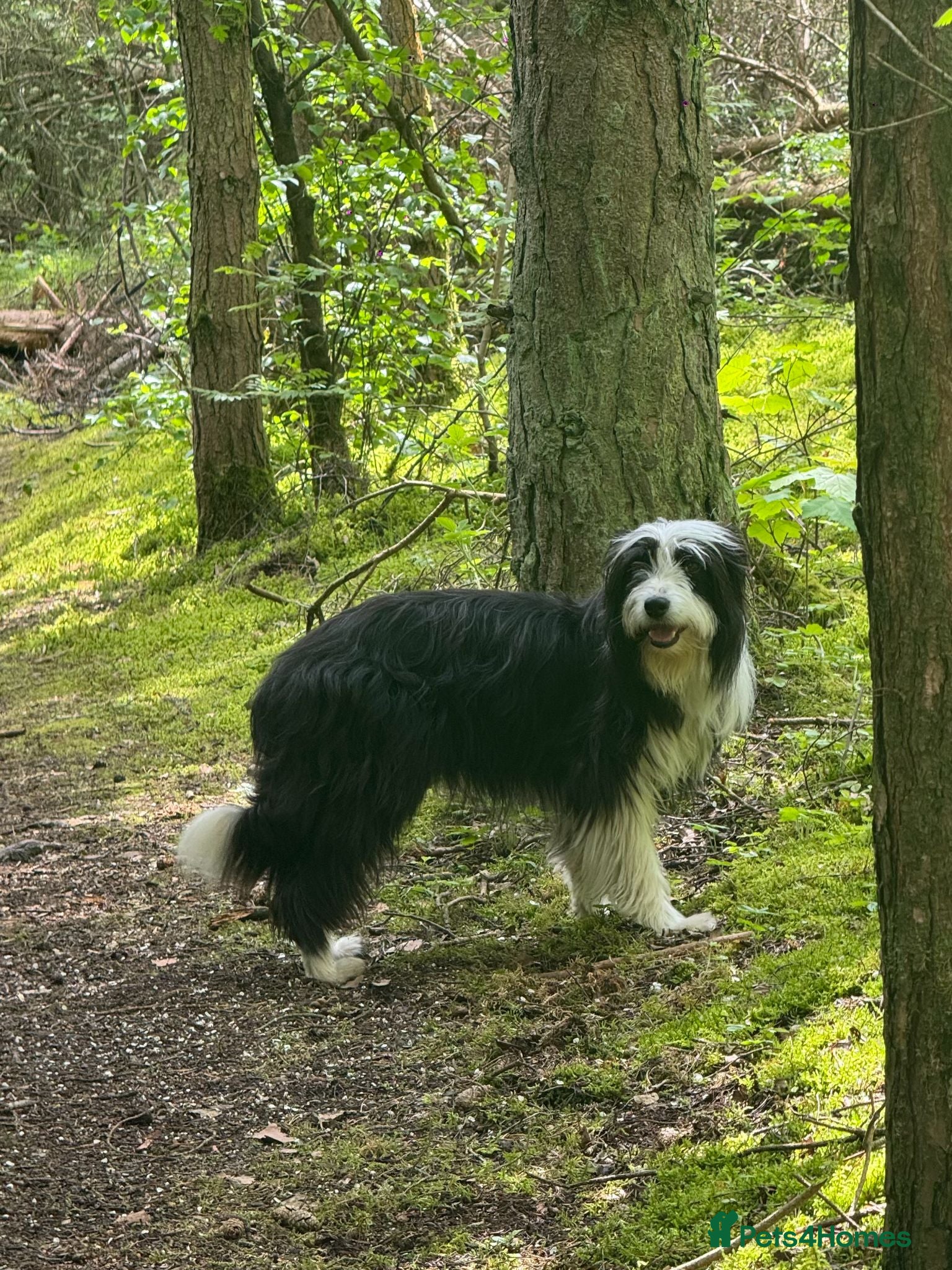 Mixed Breed dogs Bearded Collie x Border Collie Puppies - Advert 1