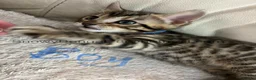 Bengal cats for sale: Bengal silverstorm and brown Rosette kittens - Advert 4