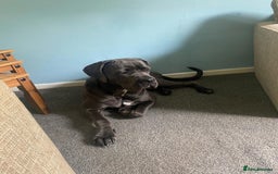 Cane Corso dogs for sale: female  - Image 2