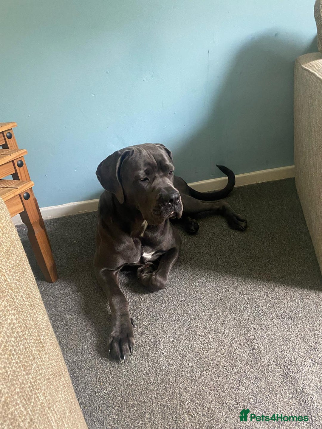 Cane Corso dogs for sale: female  - Image 2