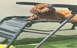 Cavapoo dogs for sale: Cavapoo  - Image 2