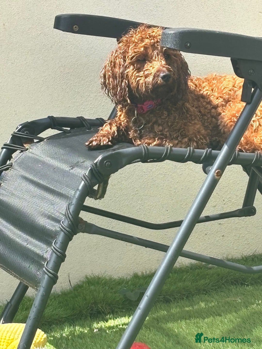 Cavapoo dogs for sale: Cavapoo  - Image 2