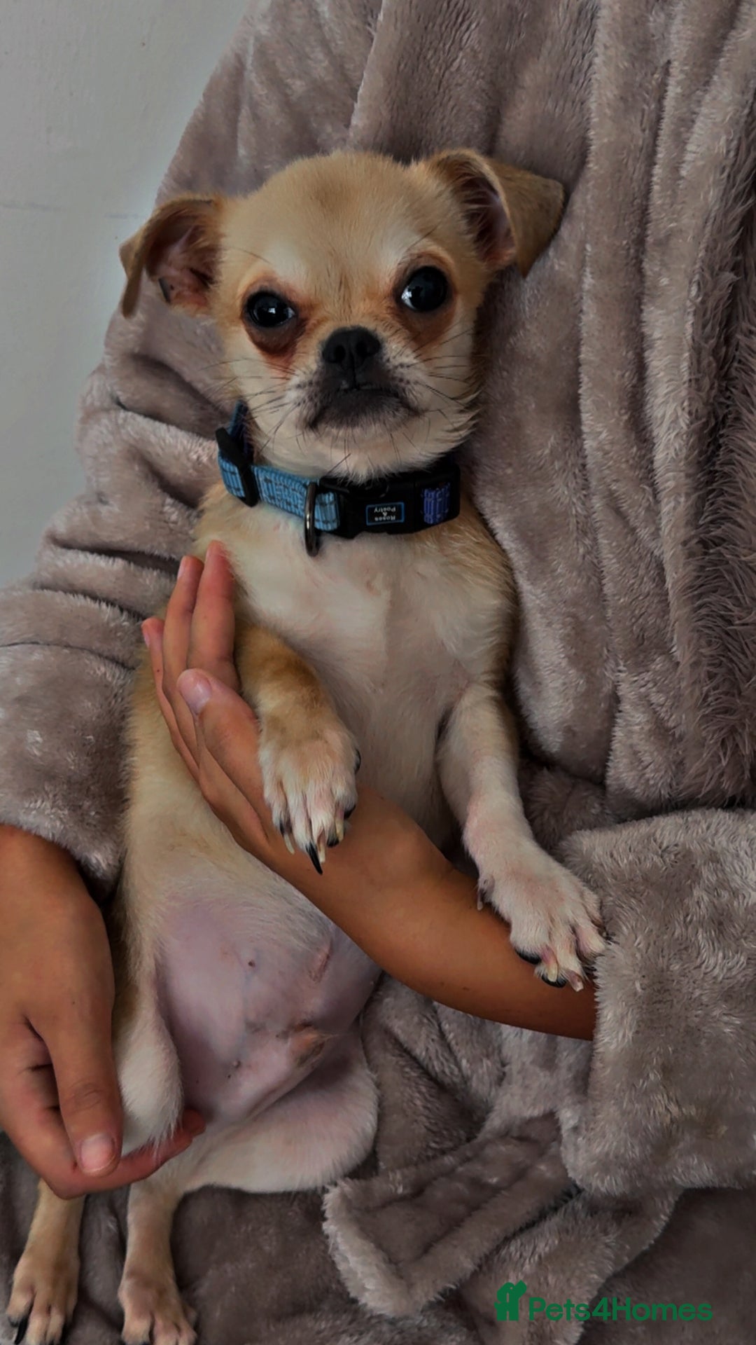 Chug dogs for sale: Chug male  - Image 3