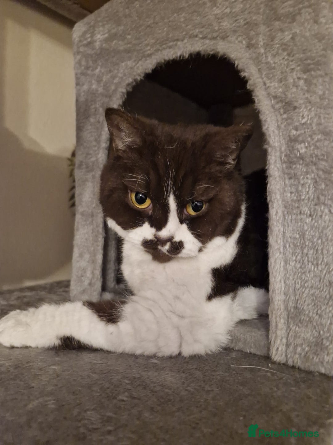 Selkirk Rex cats for sale: Selkirk rex curly chocolate bi colour neutered - Advert 2