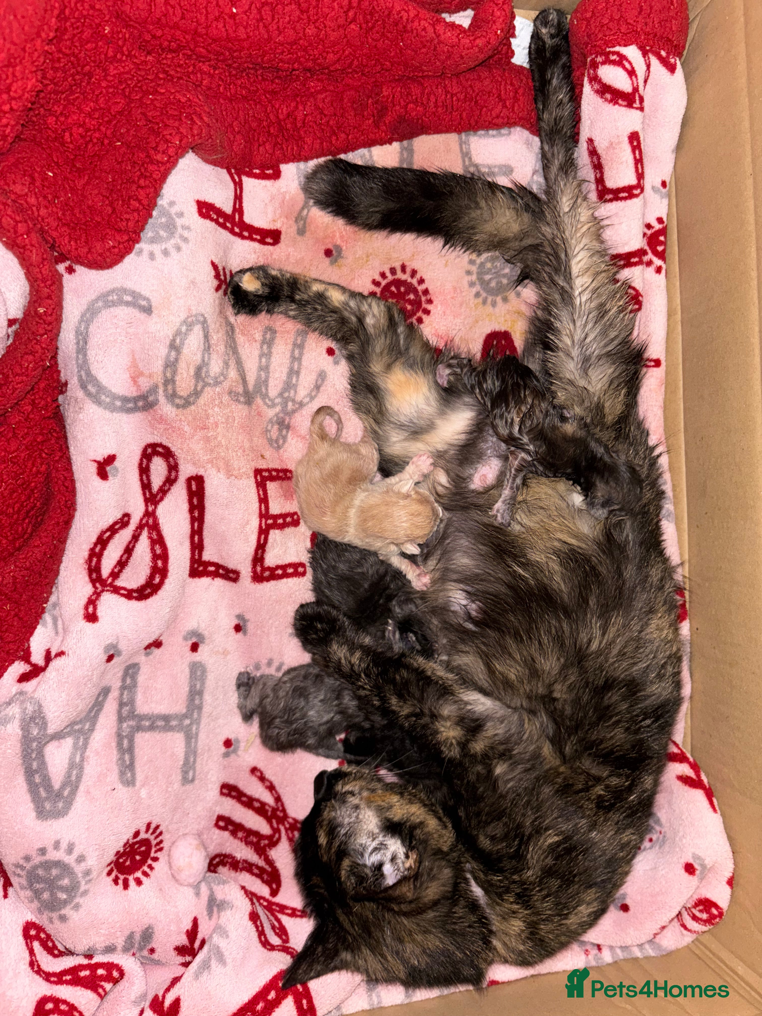 Mixed Breed cats for sale: 5 beautiful kittens for sale!  - Advert 16