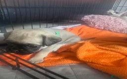 Pug dogs for sale: Pug puppies for sale  - Image 5