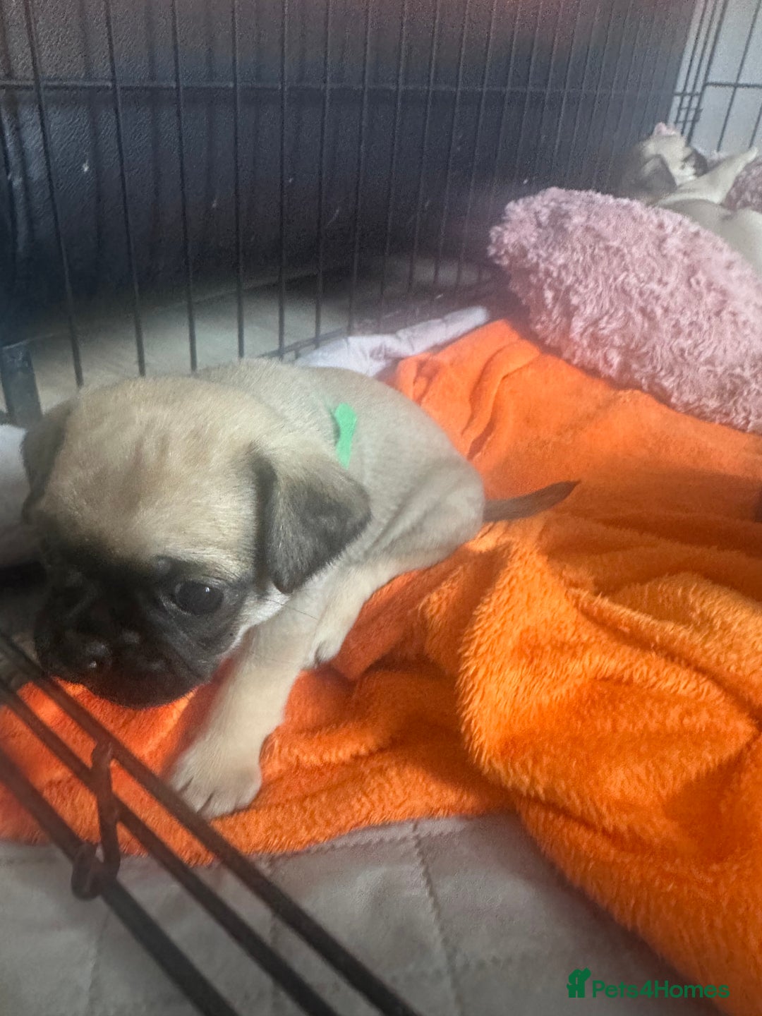 Pug dogs for sale: Pug puppies for sale  - Image 5