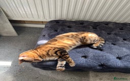 Bengal cats for sale: Bengal cat female - Image 3