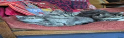 Mixed Breed cats for sale: Ragdoll Tabby Mix Fluffy Home Reared Kittens 2M/2F in Tonbridge - Advert 17