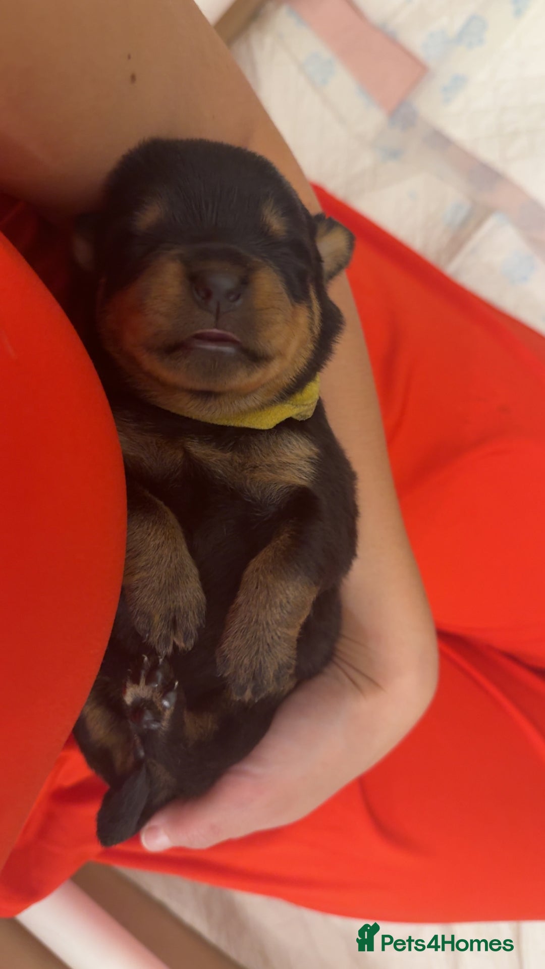Rottweiler dogs for sale: Chunky Rottweiler puppies - Advert 6