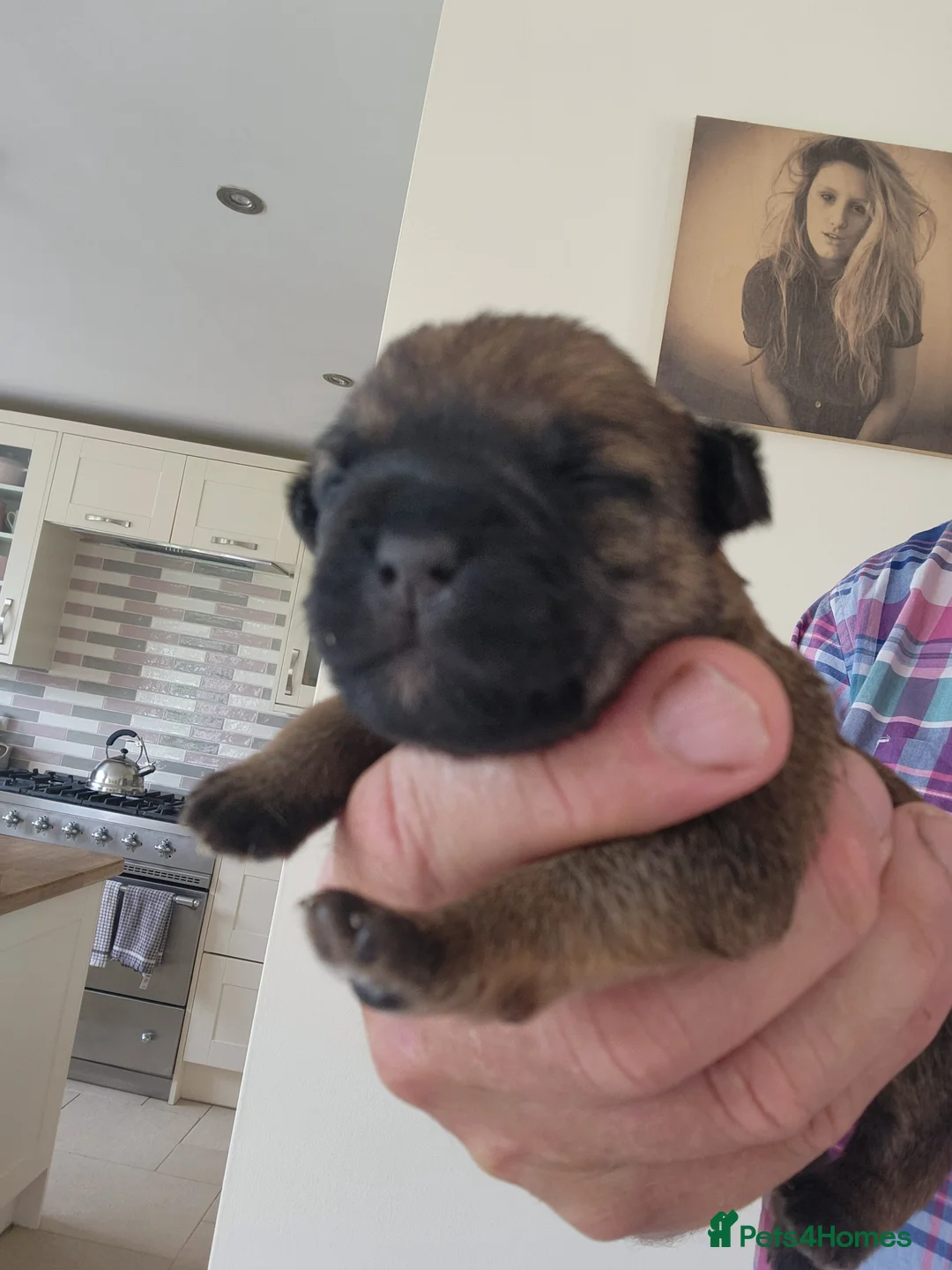 Border Terrier dogs for sale: Border terrier pups  - Advert 2