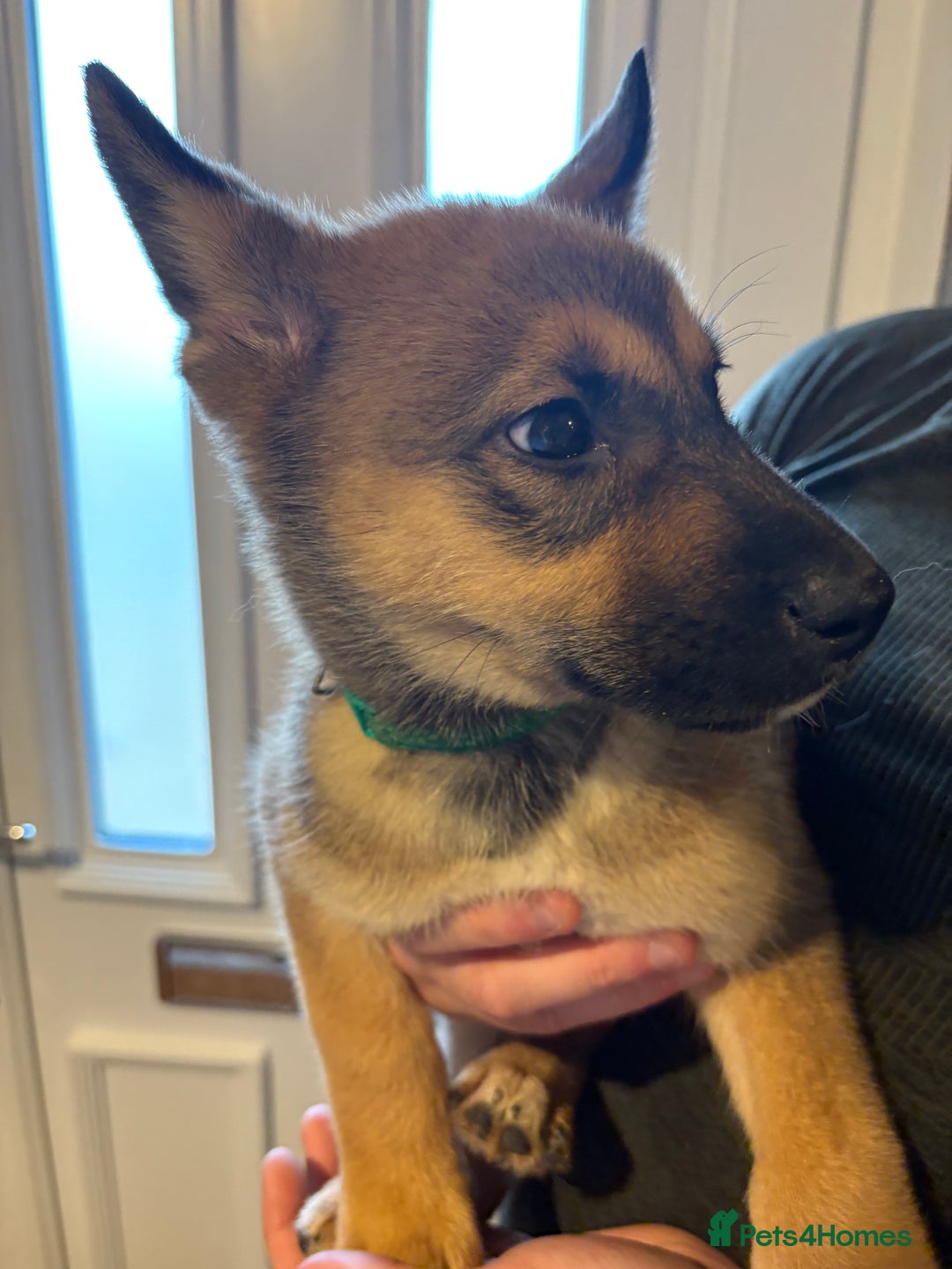 Mixed Breed dogs for sale: Siberian husky cross belgian malinois - Image 19