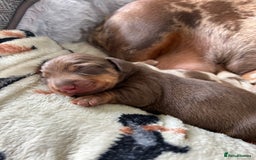 Dachshund dogs for sale: BEAUTIFUL Miniature Dachshund's  - Image 17