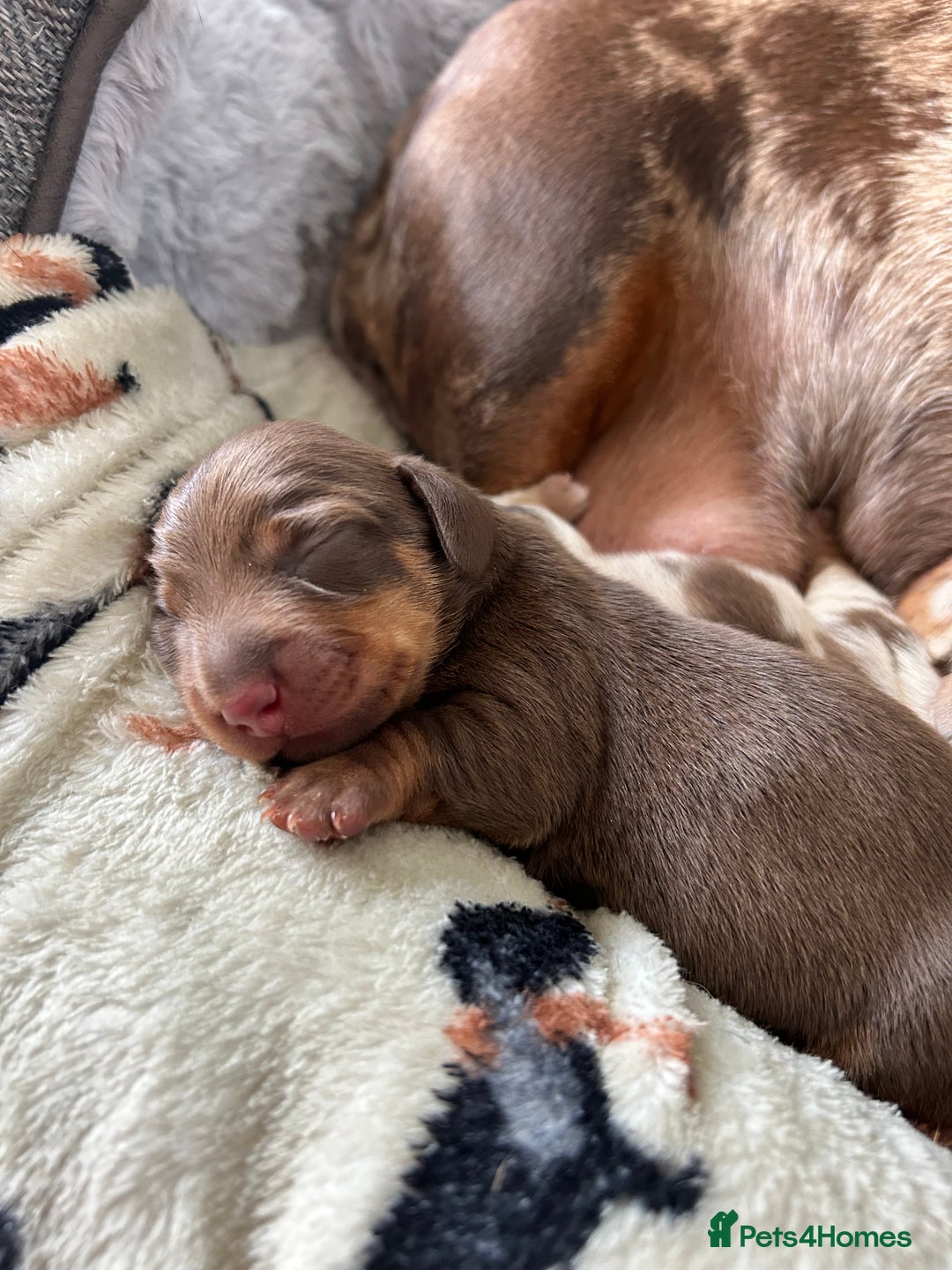 Dachshund dogs for sale: BEAUTIFUL Miniature Dachshund's  - Image 17