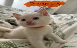 Ragdoll cats for sale: 8 ragdoll kittens, flame point, seal & blue point - Image 15