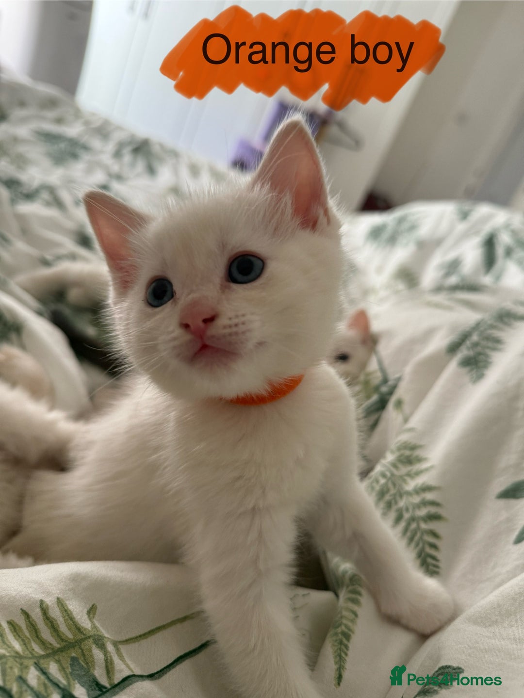 Ragdoll cats for sale: 8 ragdoll kittens, flame point, seal & blue point - Image 15