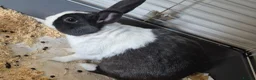 Rex rabbits for sale: Rabbit in Worcester - Advert 2