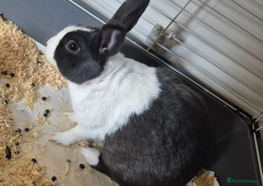 Rex rabbits for sale: Rabbit in Worcester - Advert 2
