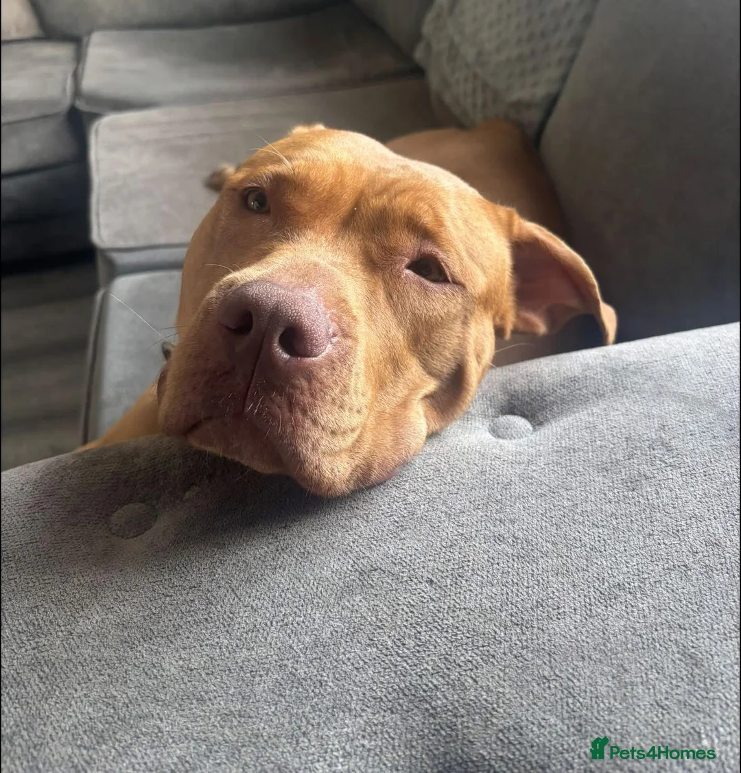 Mixed Breed dogs for sale: Loving staffy x American bully seeks forever home - Advert 5