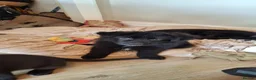 German Shepherd dogs for sale: Adorable German Shepherd puppies  in Brigg - Advert 13