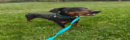 Dobermann dogs for sale: Stunning male dobermann  - Advert 14