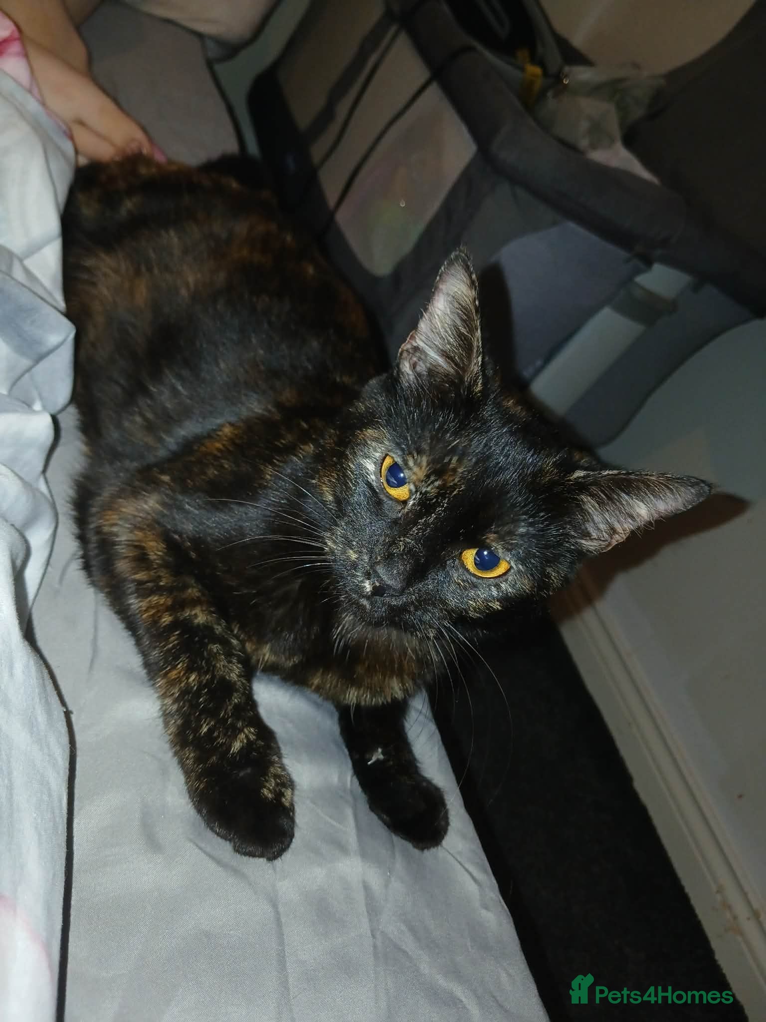 Mixed Breed cats Winnie  - Advert 2