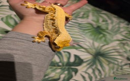 Gecko reptiles for sale: Crested geckos prices reduced - Image 3
