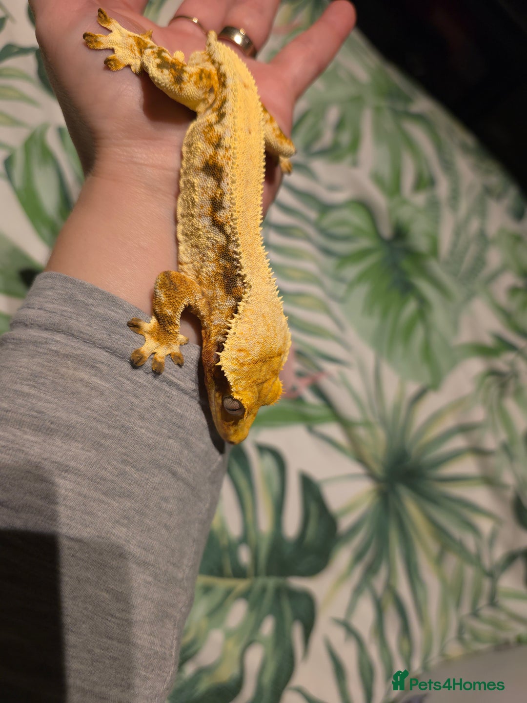 Gecko reptiles for sale: Crested geckos prices reduced - Image 3
