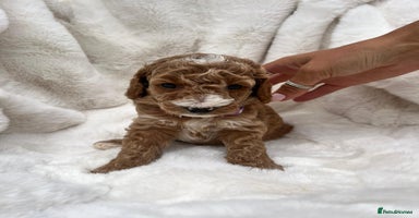 Australian Labradoodle dogs - Advert 7