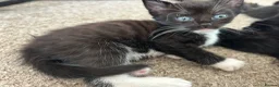Mixed Breed cats for sale: Mixed Turkish Van Kittens  in Bristol - Advert 8