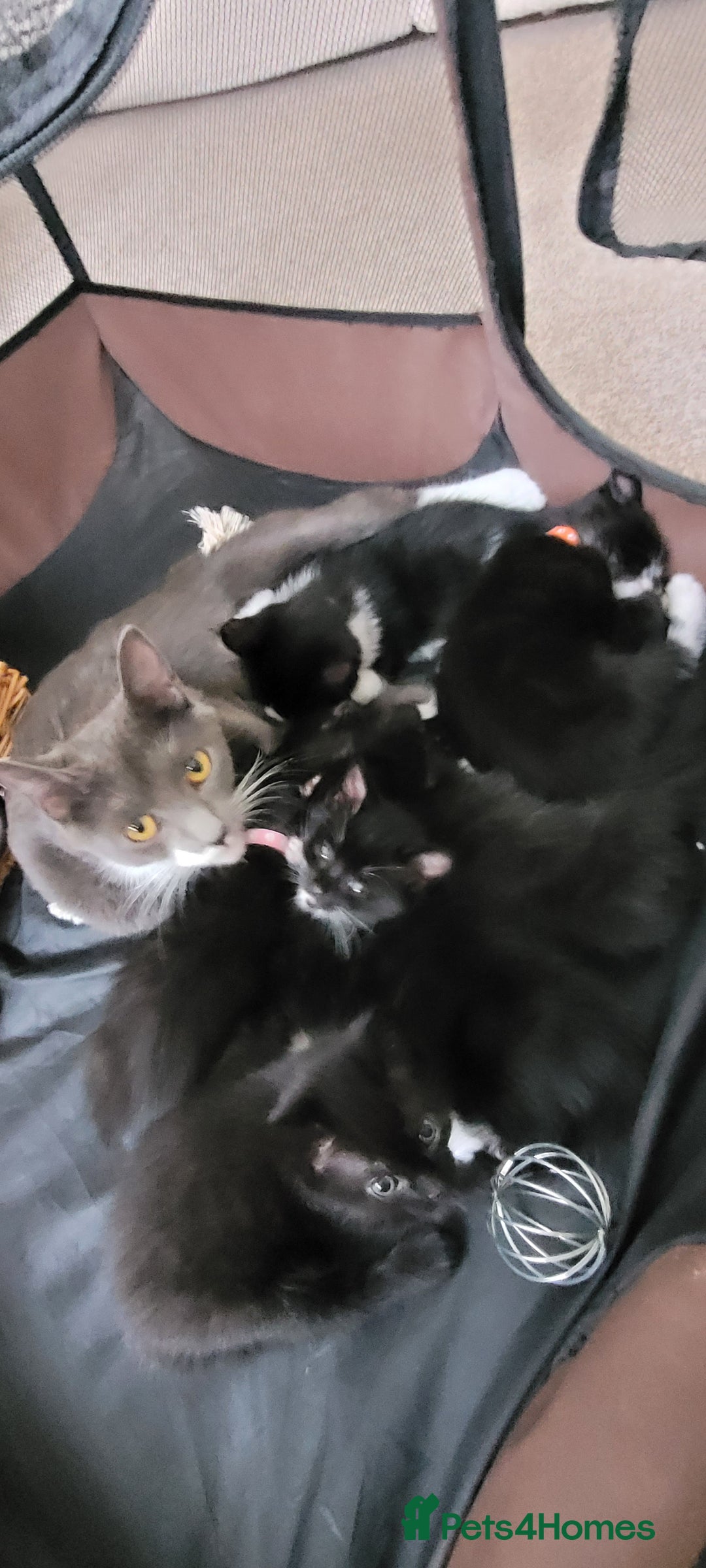 Domestic Shorthair cats for sale: 6 lovable bundles of mischief seek forever home - Image 11