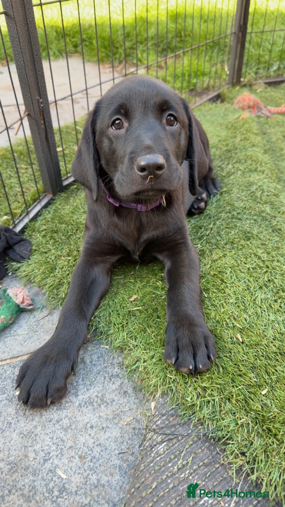 Labrador Retriever dogs Beautiful Labrador champion bloodline puppies - Advert 2