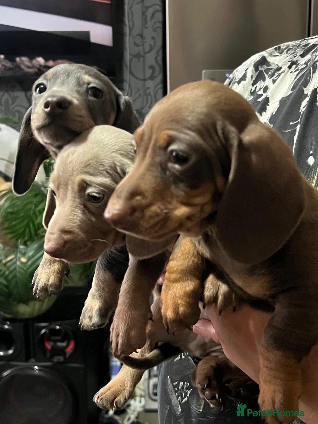 Miniature Dachshund dogs for sale: Miniature Dachshund  - Advert 2