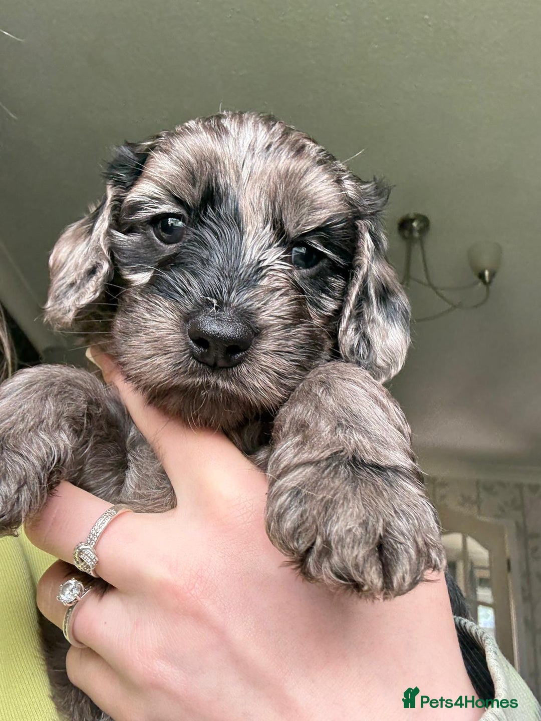 Cockapoo dogs for sale: Ready Now Beautiful Cockapoo pups £1000 in Wolverhampton - Image 18