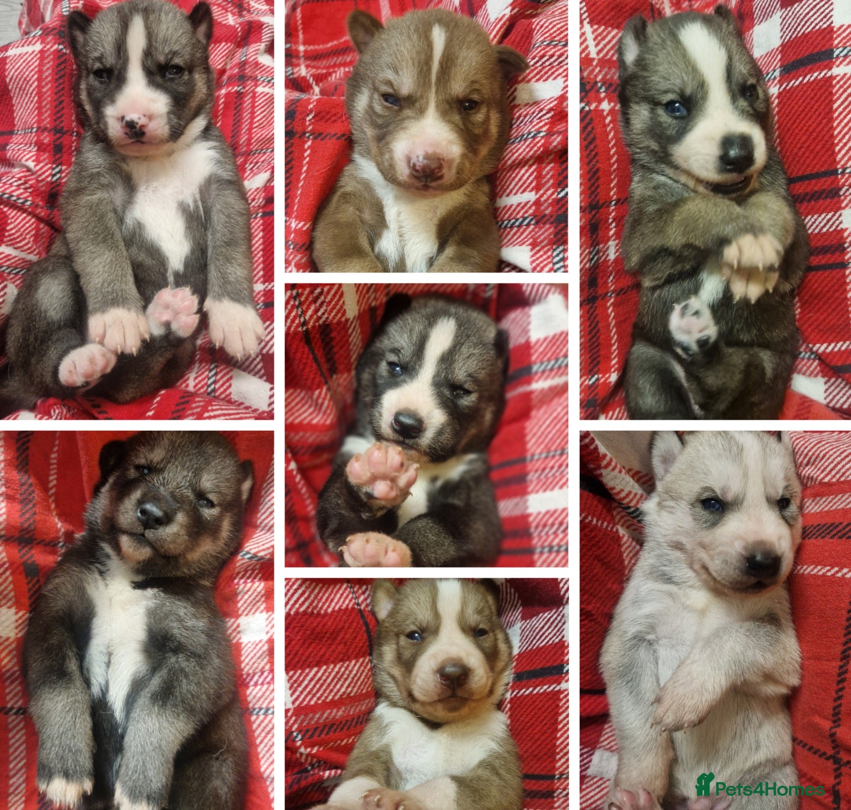 Siberian Husky dogs  Beautiful full breed siberian husky Puppies ❤️ - Advert 2